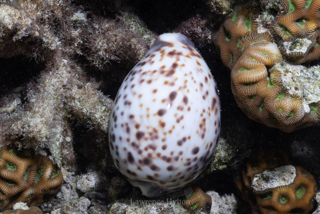 Tiger cowrie