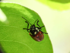Cryptocephalus tricolor