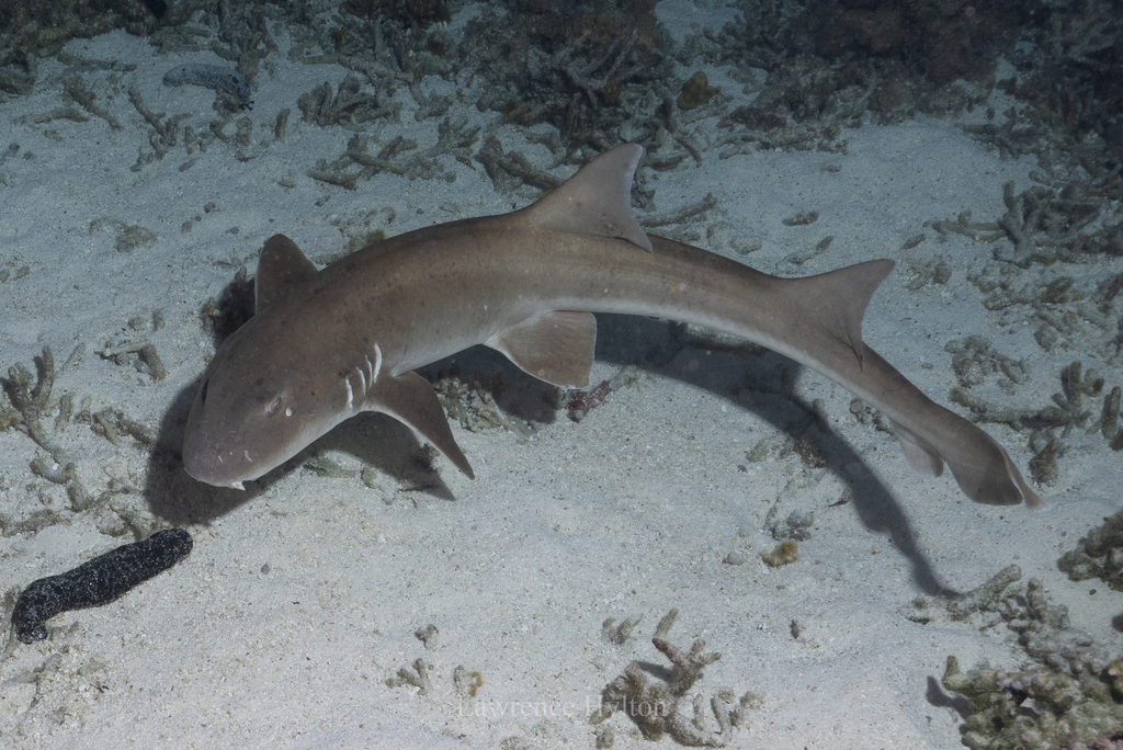 Brownbanded bamboo shark swimming over pale sand with scattered coral