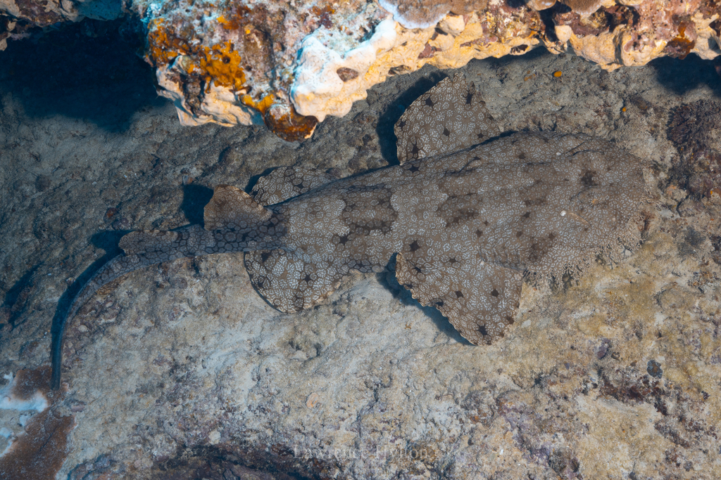 Tasselled wobbegong lying flat on a rocky reef ledge