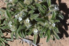 Cryptantha crassisepala