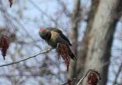 Colaptes auratus auratus