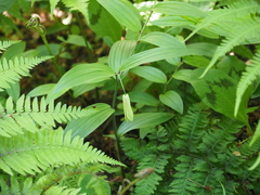 Disporum sessile