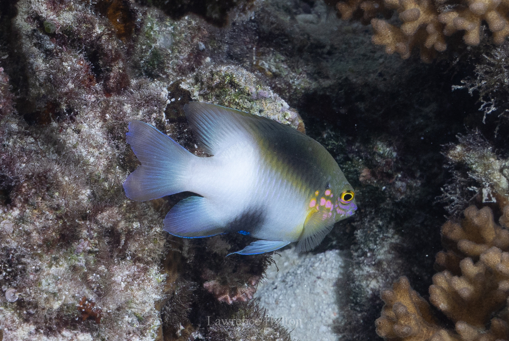 Black-vent damsel