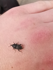 Sphenophorus striatopunctatus