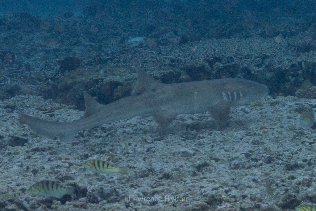 Brownbanded bamboo shark swimming low over a rubbly reef flat