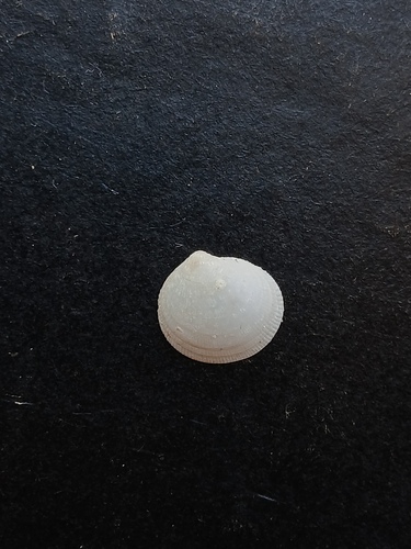 Ctena decussata