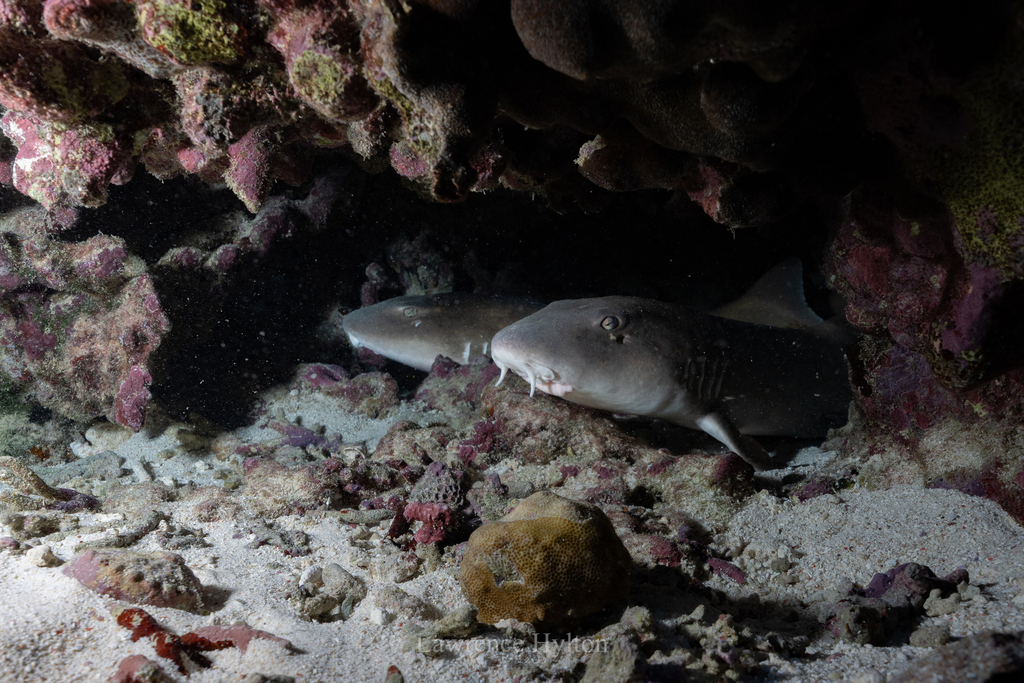 Two brownbanded bamboo sharks resting under a coral ledge