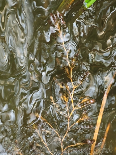 Curly-leaf Pondweed