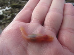 Typhlogobius californiensis