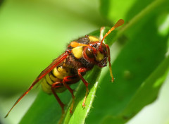 Cimbex quadrimaculatus