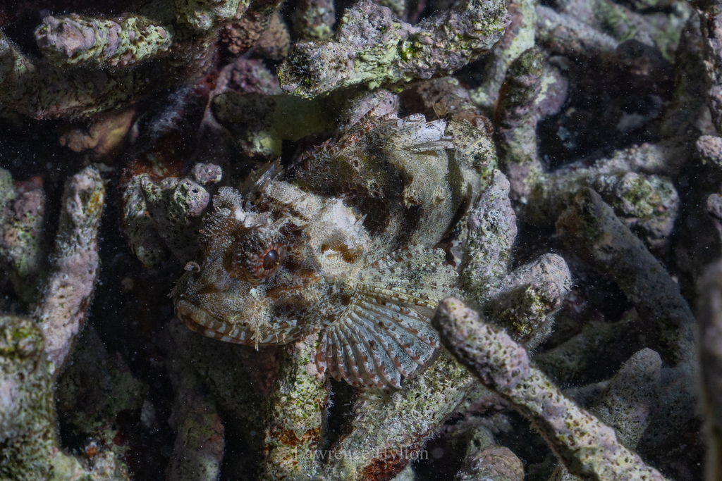 Painted Scorpionfish