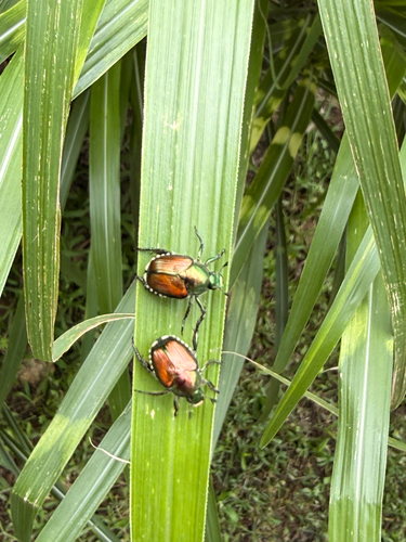 Japanese Beetle