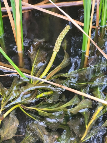 Shining Pondweed