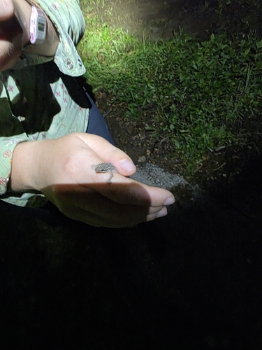 Lepidodactylus lugubris observed 2026-06-29