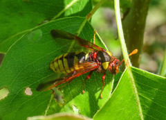 Cimbex quadrimaculatus