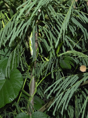 Anolis carolinensis observed 2026-06-29