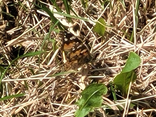 Painted Lady