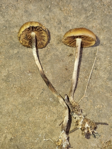Psilocybe subaeruginosa