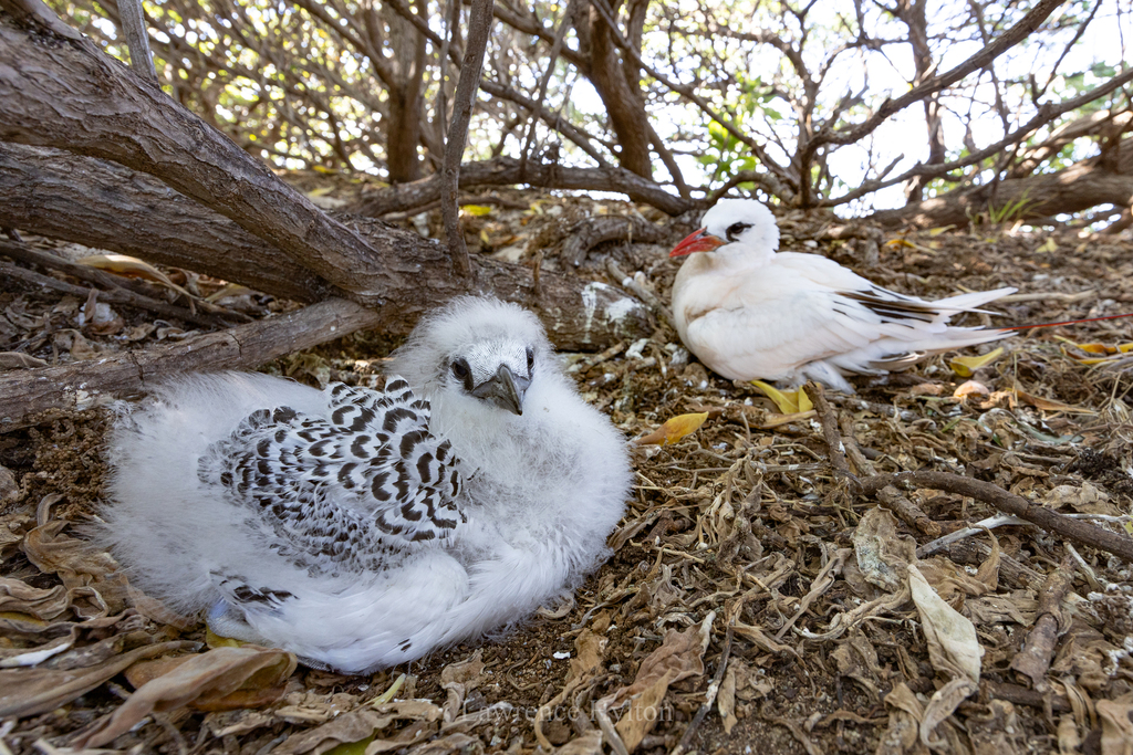 Red-tailed tropicbird in Queensland, AU, iNaturalist research-grade observation