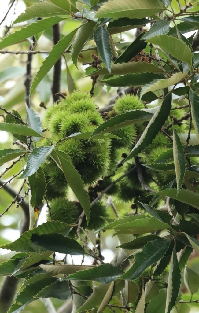 Castanopsis indica (Castanopsis indica)