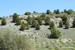 Macrochloa tenacissima