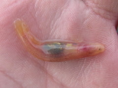Typhlogobius californiensis