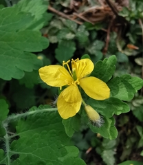 Chelidonium majus