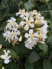 Melodinus suaveolens