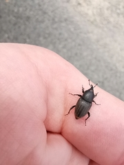 Sphenophorus striatopunctatus