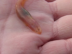 Typhlogobius californiensis