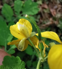 Chelidonium majus