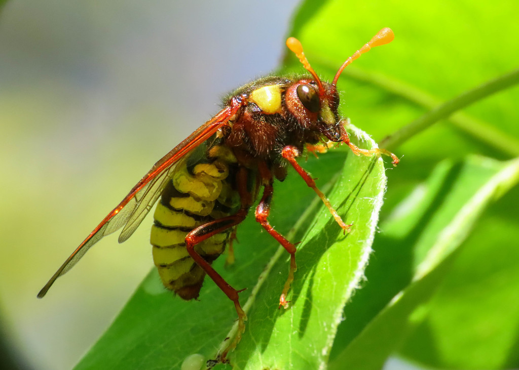 Almond Sawfly