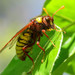 Almond Sawfly - Photo (c) Emanuele Santarelli, some rights reserved (CC BY-SA), uploaded by Emanuele Santarelli