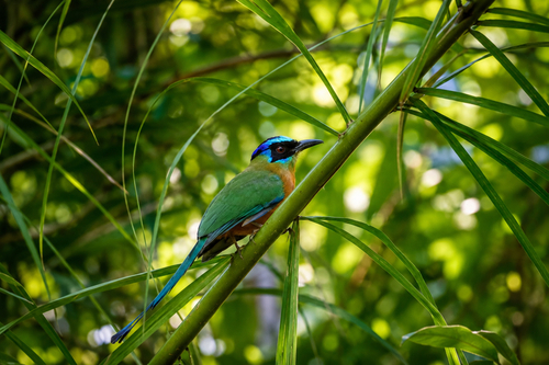 Amazonian Motmot