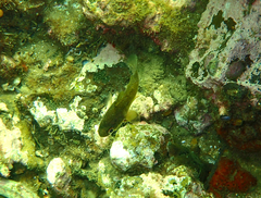 Vincentia conspersa