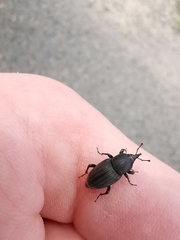 Sphenophorus striatopunctatus
