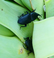 Scyphophorus yuccae