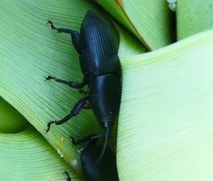 Scyphophorus yuccae