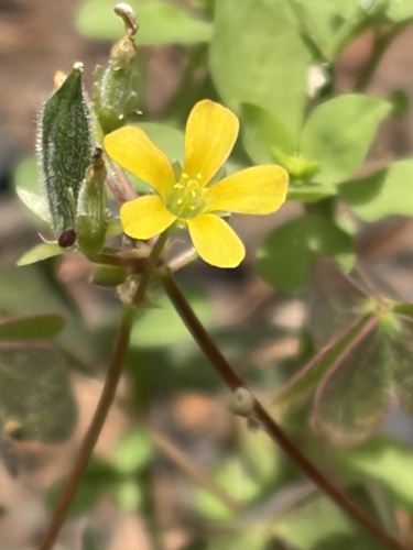Creeping Woodsorrel