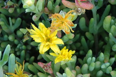 Malephora lutea