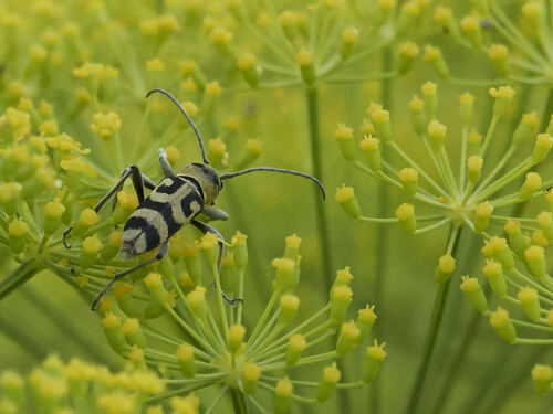 Grape Wood Borer