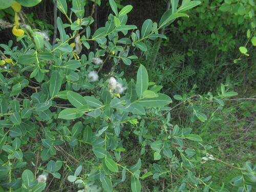 Salix kochiana, photograph 6