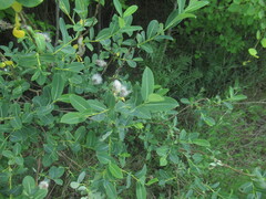 Salix kochiana, photograph author not stated, no rights reserved