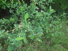 Salix kochiana, photograph author not stated, no rights reserved