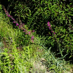 Penstemon × parishii