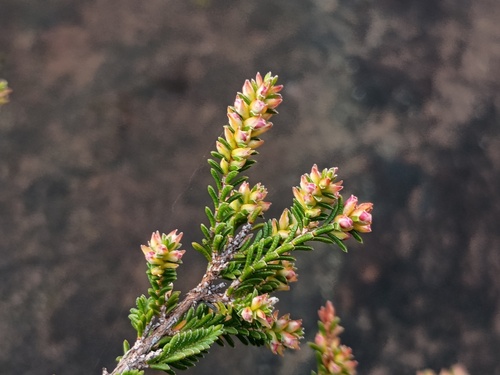 Micromyrtus ciliata, photograph 6