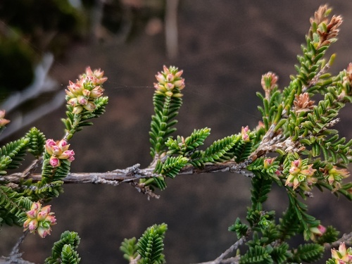 Micromyrtus ciliata, photograph 5