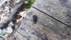Platyrhinus resinosus