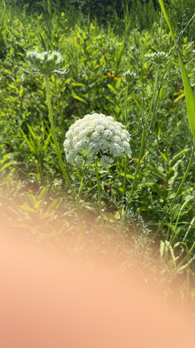 wild carrot